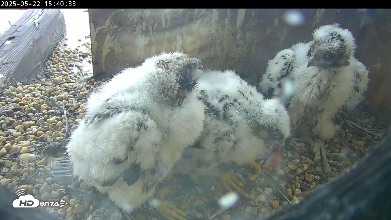 Snapshot of PA Peregrine Falcon Cam Live Webcam taken May 22, 2025, 3:40pm EDT