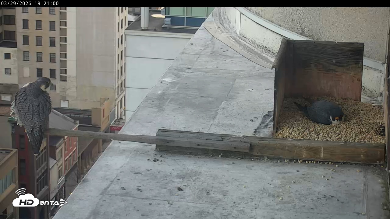 Snapshot of PA Peregrine Falcon Cam Live Webcam taken Mar 29, 2026, 7:13pm EDT