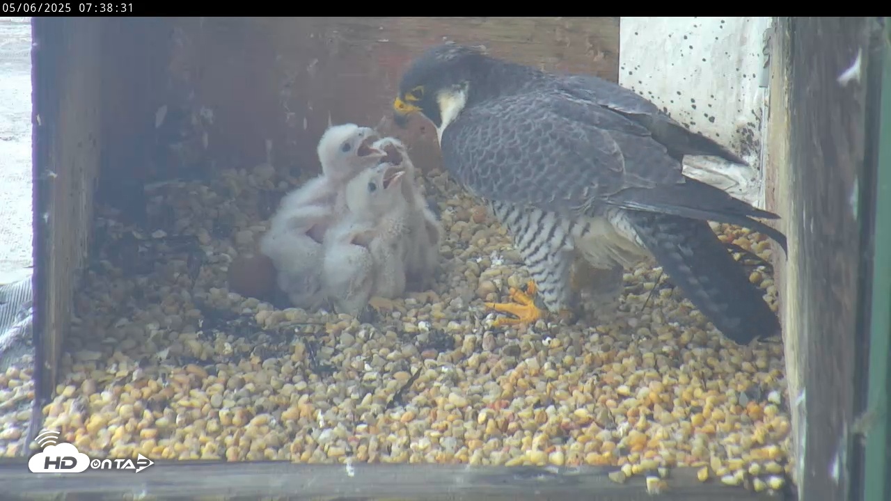 Snapshot of PA Peregrine Falcon Cam taken May 6, 2025, 7:35am EDT