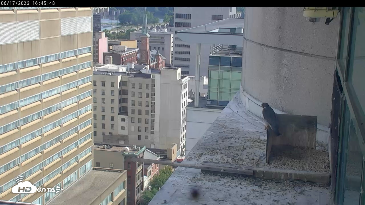 Snapshot of PA Peregrine Falcon Cam Live Webcam taken Jun 17, 2026, 4:40pm EDT