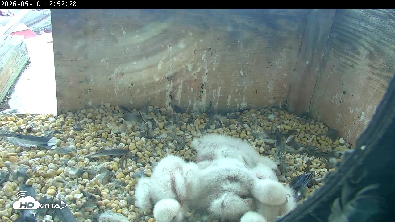 Snapshot of PA Peregrine Falcon Cam Live Webcam taken May 10, 2026, 12:45pm EDT