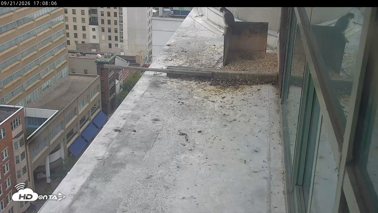 Snapshot of PA Peregrine Falcon Cam Live Webcam taken Sep 21, 2026, 5:04pm EDT