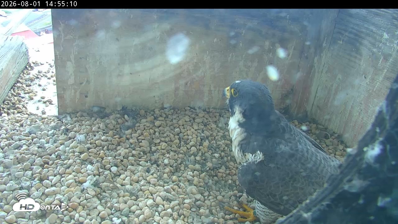 Snapshot of PA Peregrine Falcon Cam Live Webcam taken Aug 1, 2026, 2:48pm EDT