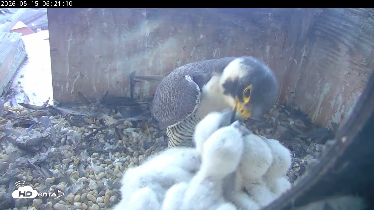 Snapshot of PA Peregrine Falcon Cam Live Webcam taken May 15, 2026, 6:14am EDT