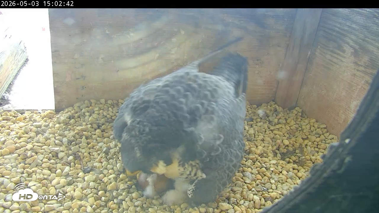 Snapshot of PA Peregrine Falcon Cam Live Webcam taken May 3, 2026, 2:55pm EDT