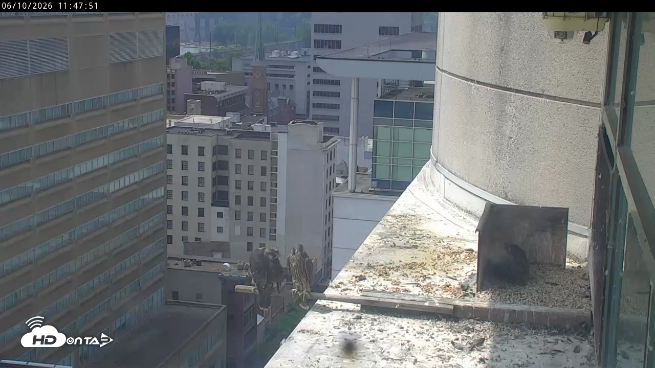 Snapshot of PA Peregrine Falcon Cam Live Webcam taken Jun 10, 2026, 11:42am EDT