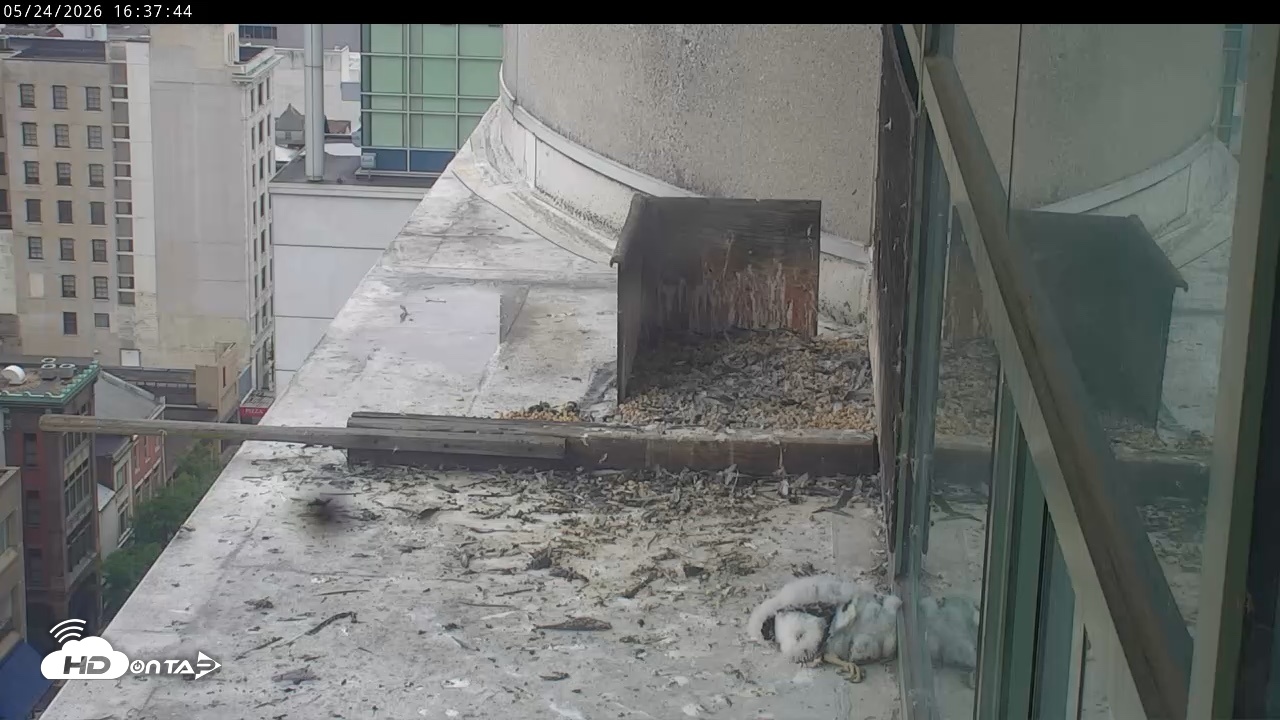 Snapshot of PA Peregrine Falcon Cam Live Webcam taken May 24, 2026, 4:31pm EDT