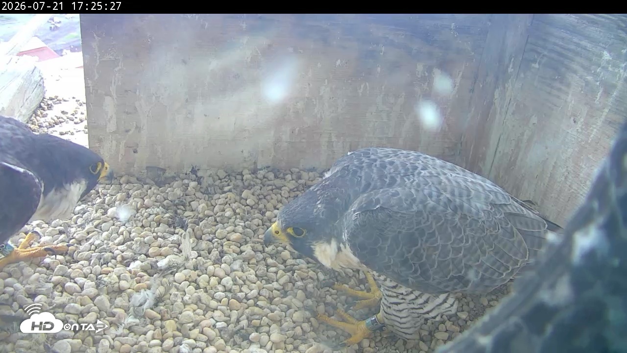 Snapshot of PA Peregrine Falcon Cam Live Webcam taken Jul 21, 2026, 5:17pm EDT