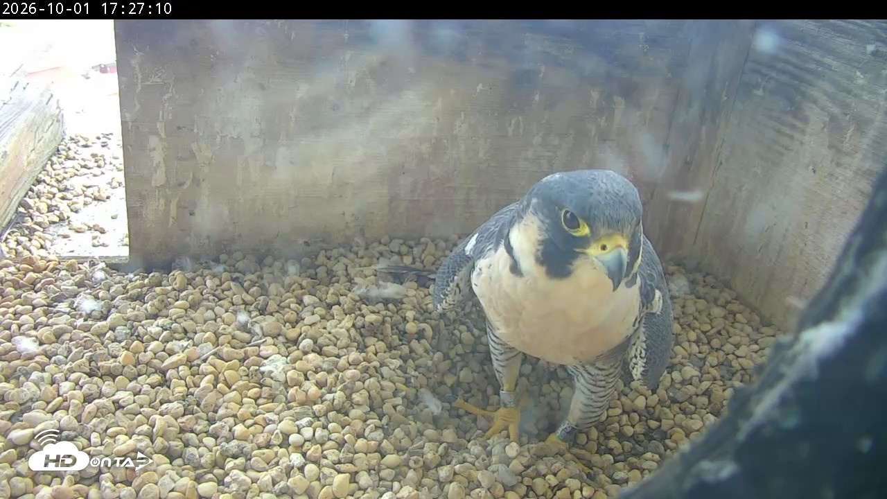Snapshot of PA Peregrine Falcon Cam Live Webcam taken Oct 1, 2026, 5:22pm EDT