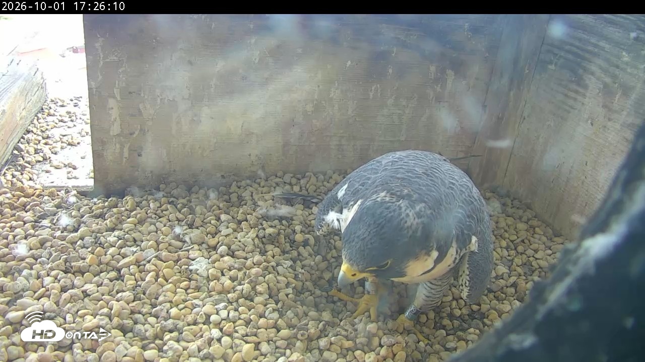 Snapshot of PA Peregrine Falcon Cam Live Webcam taken Oct 1, 2026, 5:21pm EDT