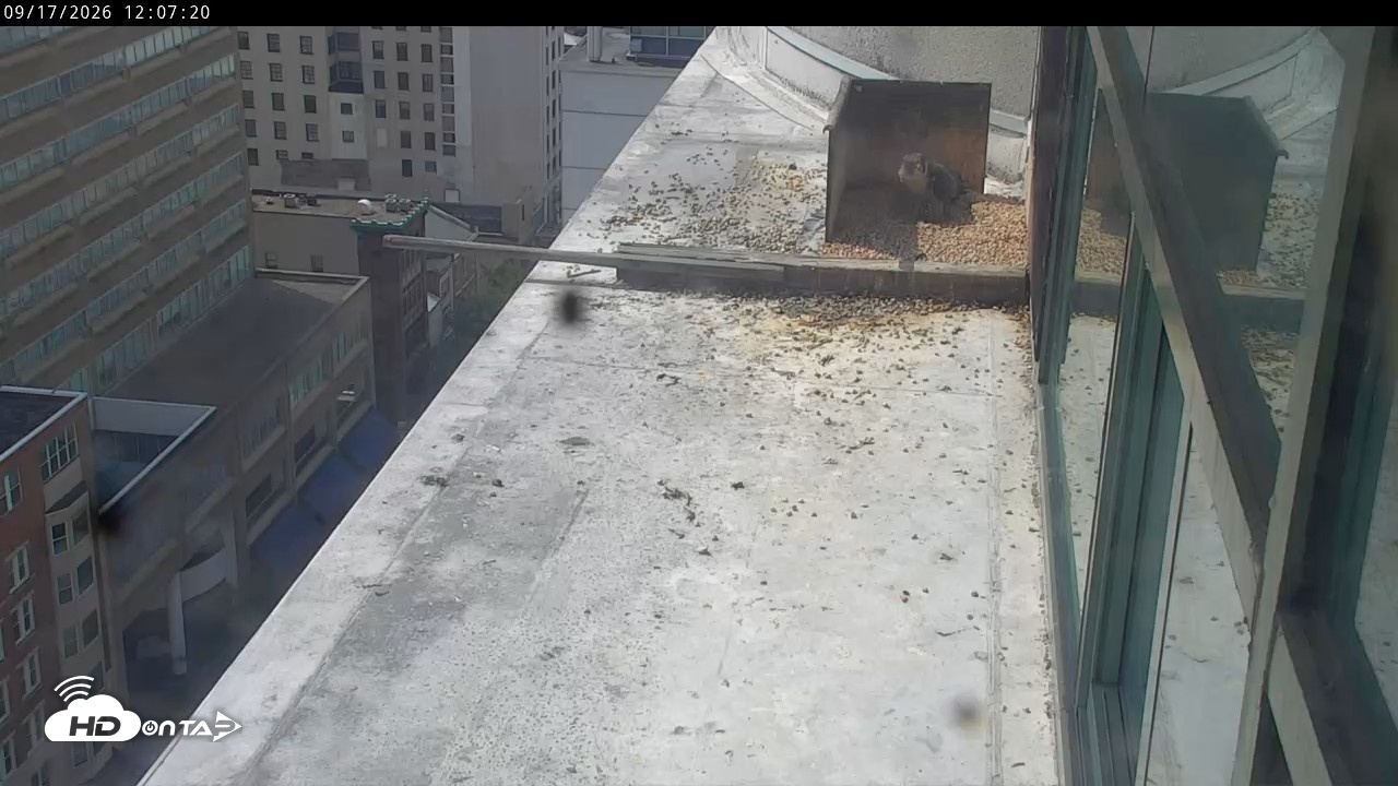 Snapshot of PA Peregrine Falcon Cam Live Webcam taken Sep 17, 2026, 12:03pm EDT