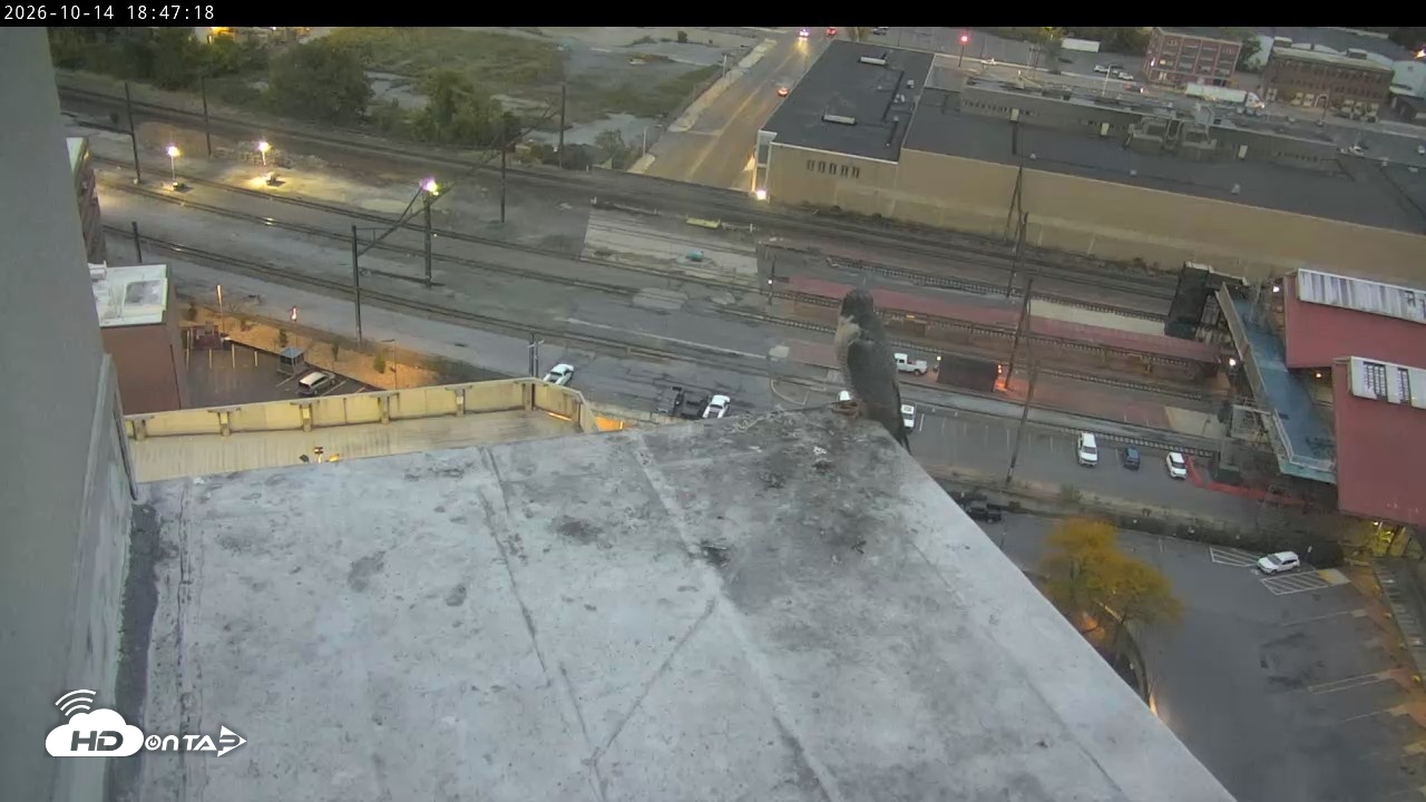 Snapshot of PA Peregrine Falcon Cam Live Webcam taken Oct 14, 2026, 6:42pm EDT