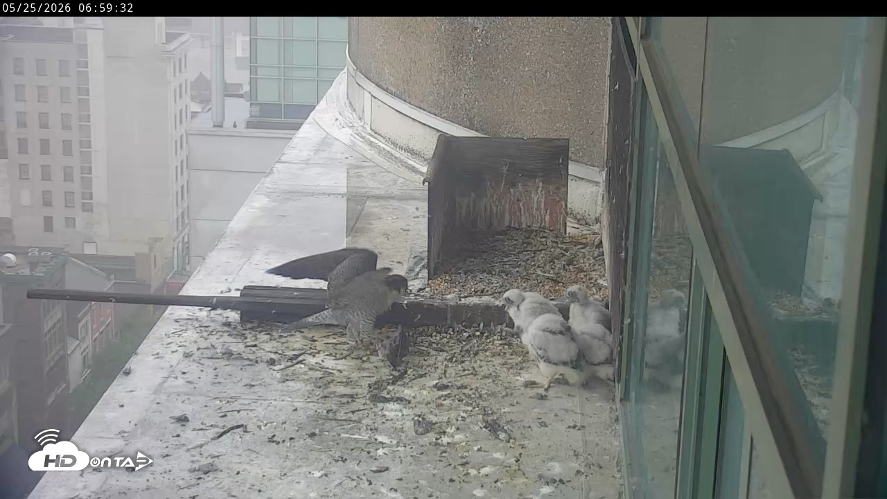 Snapshot of PA Peregrine Falcon Cam Live Webcam taken May 25, 2026, 6:53am EDT