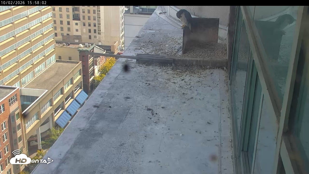 Snapshot of PA Peregrine Falcon Cam Live Webcam taken Oct 2, 2026, 3:55pm EDT