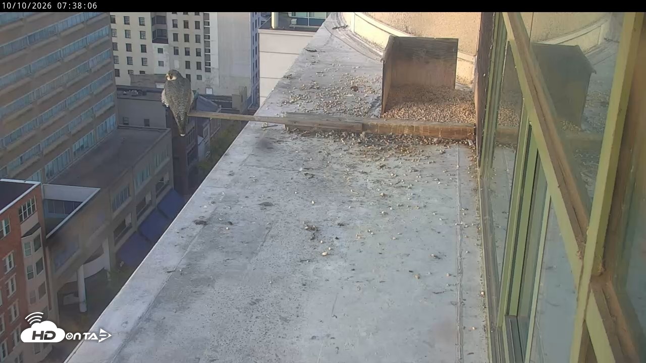 Snapshot of PA Peregrine Falcon Cam Live Webcam taken Oct 10, 2026, 7:35am EDT