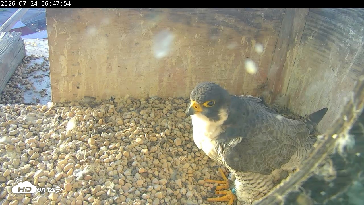 Snapshot of PA Peregrine Falcon Cam Live Webcam taken Jul 24, 2026, 6:40am EDT