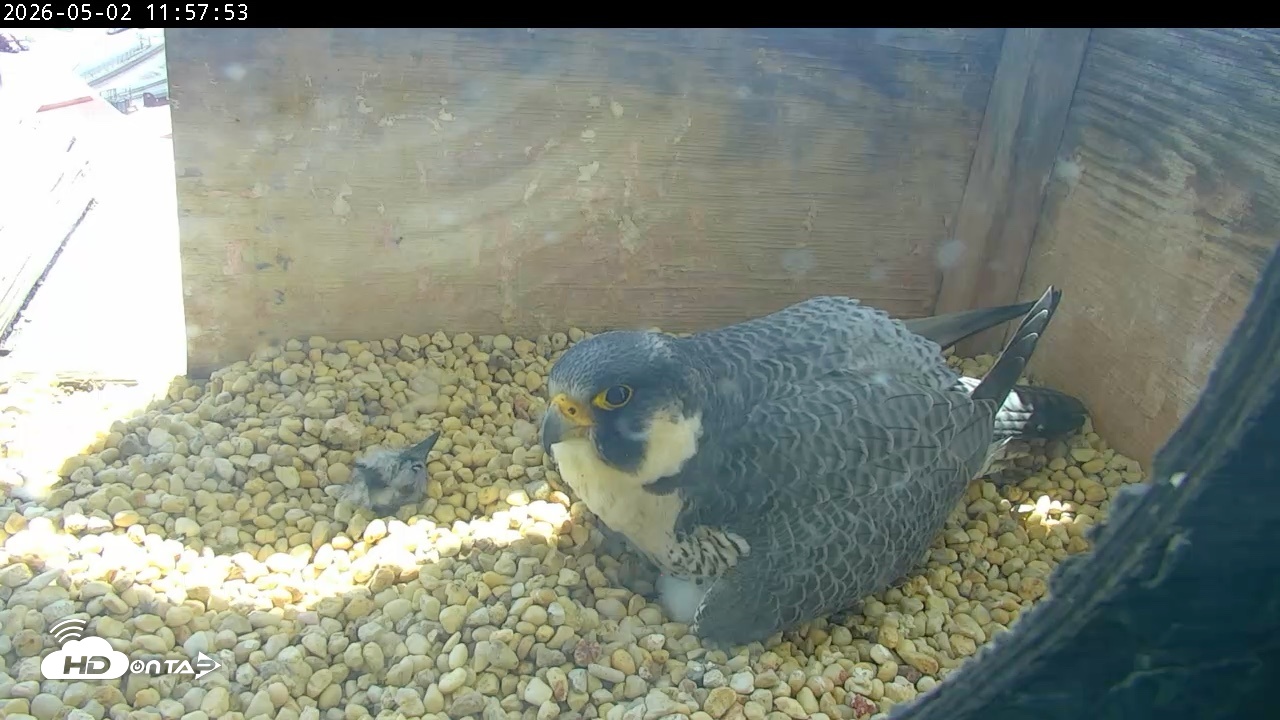 Snapshot of PA Peregrine Falcon Cam Live Webcam taken May 2, 2026, 11:50am EDT