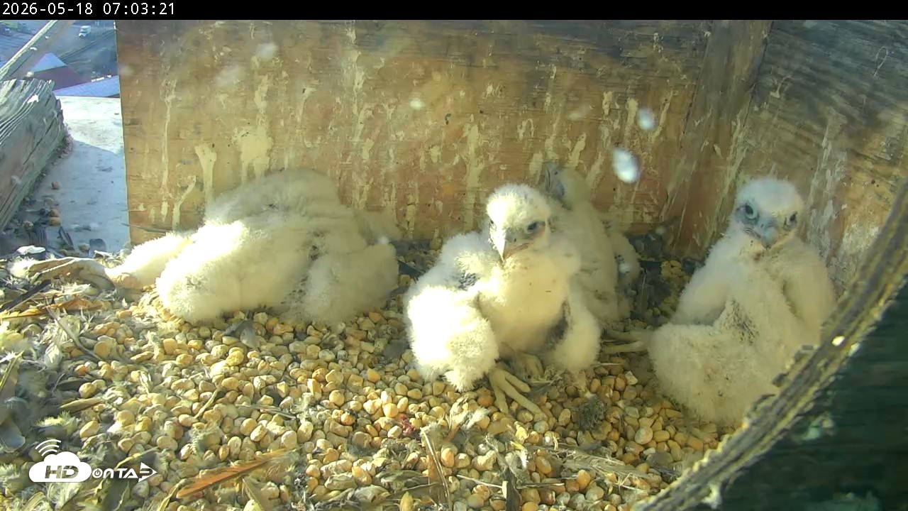 Snapshot of PA Peregrine Falcon Cam Live Webcam taken May 18, 2026, 6:57am EDT