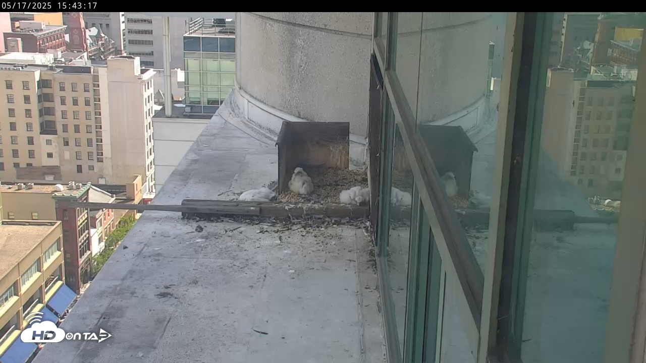 Snapshot of PA Peregrine Falcon Cam Live Webcam taken May 17, 2025, 3:40pm EDT