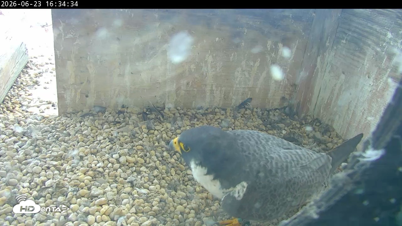 Snapshot of PA Peregrine Falcon Cam Live Webcam taken Jun 23, 2026, 4:29pm EDT