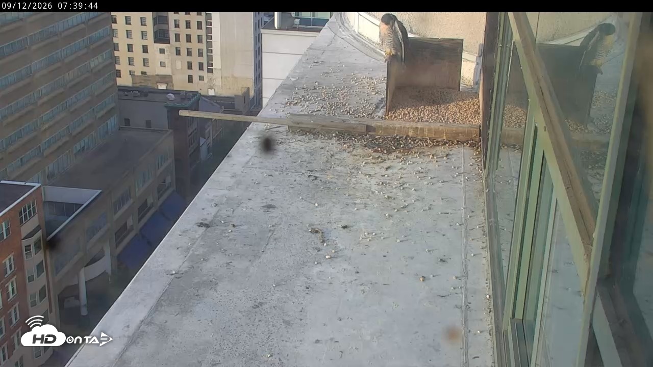 Snapshot of PA Peregrine Falcon Cam Live Webcam taken Sep 12, 2026, 7:35am EDT