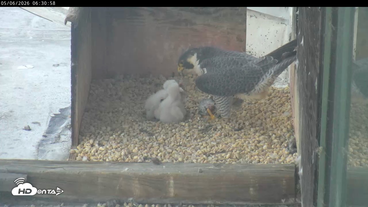 Snapshot of PA Peregrine Falcon Cam Live Webcam taken May 6, 2026, 6:24am EDT