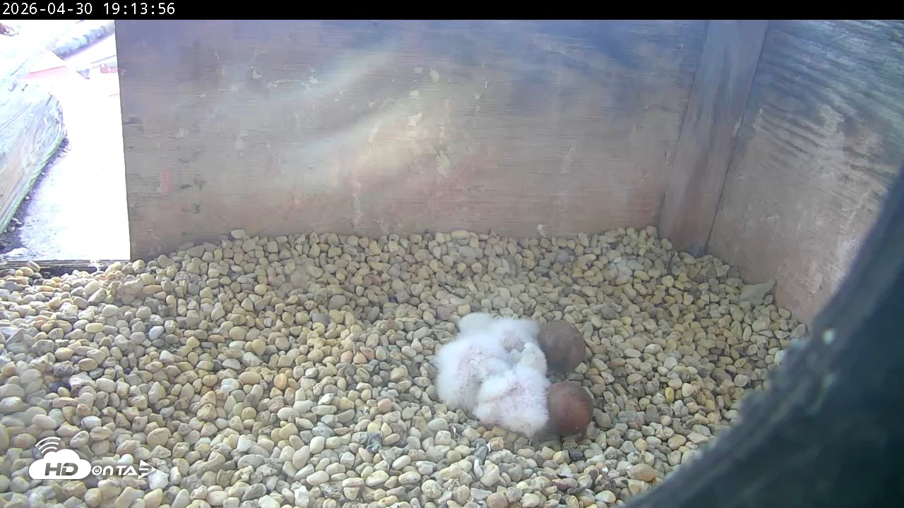 Snapshot of PA Peregrine Falcon Cam Live Webcam taken Apr 30, 2026, 7:06pm EDT
