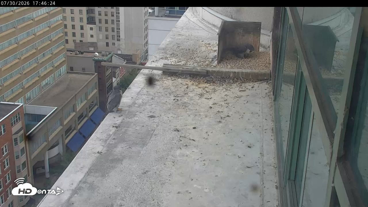 Snapshot of PA Peregrine Falcon Cam Live Webcam taken Jul 30, 2026, 5:40pm EDT