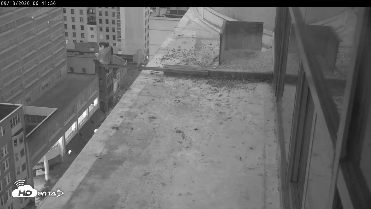 Snapshot of PA Peregrine Falcon Cam Live Webcam taken Sep 13, 2026, 6:38am EDT