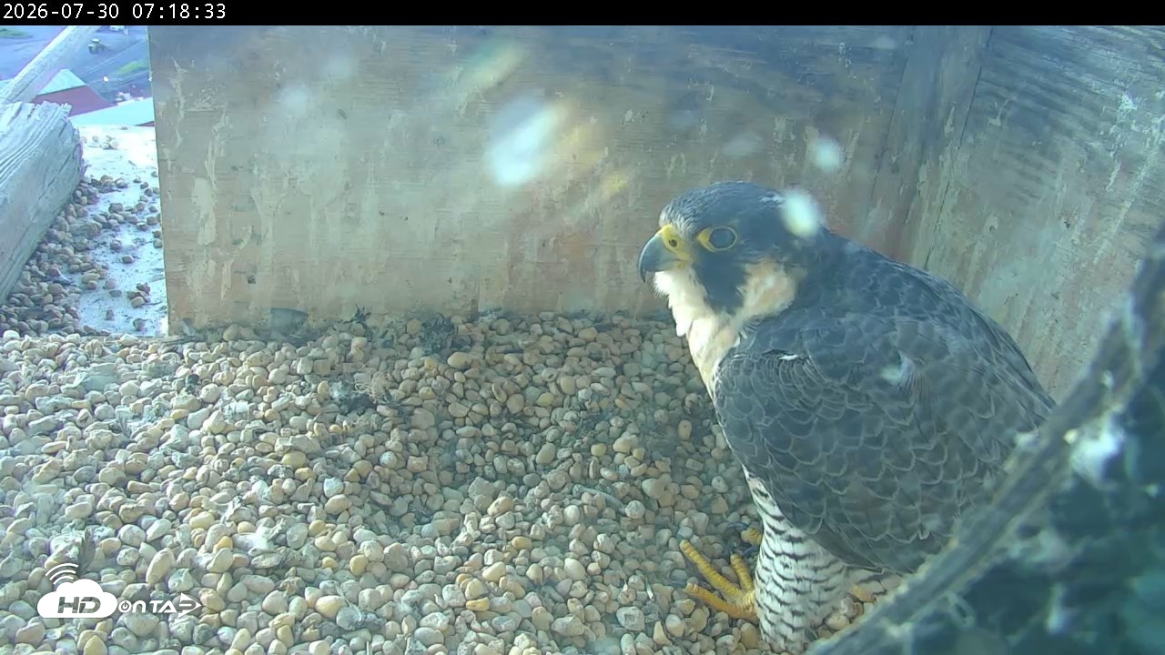 Snapshot of PA Peregrine Falcon Cam Live Webcam taken Jul 30, 2026, 7:11am EDT