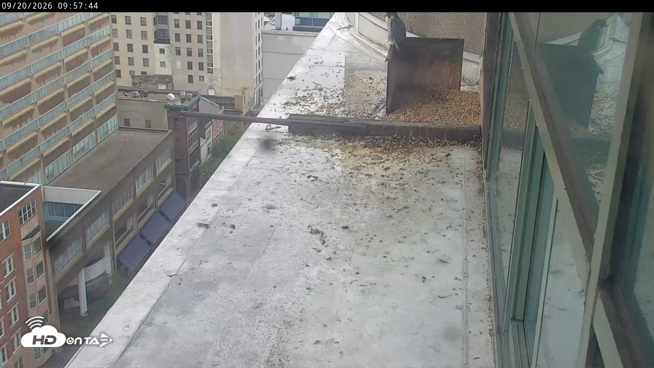 Snapshot of PA Peregrine Falcon Cam Live Webcam taken Sep 20, 2026, 9:54am EDT