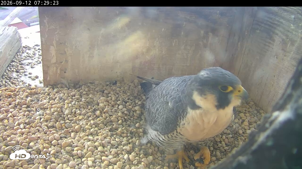 Snapshot of PA Peregrine Falcon Cam Live Webcam taken Sep 12, 2026, 7:24am EDT