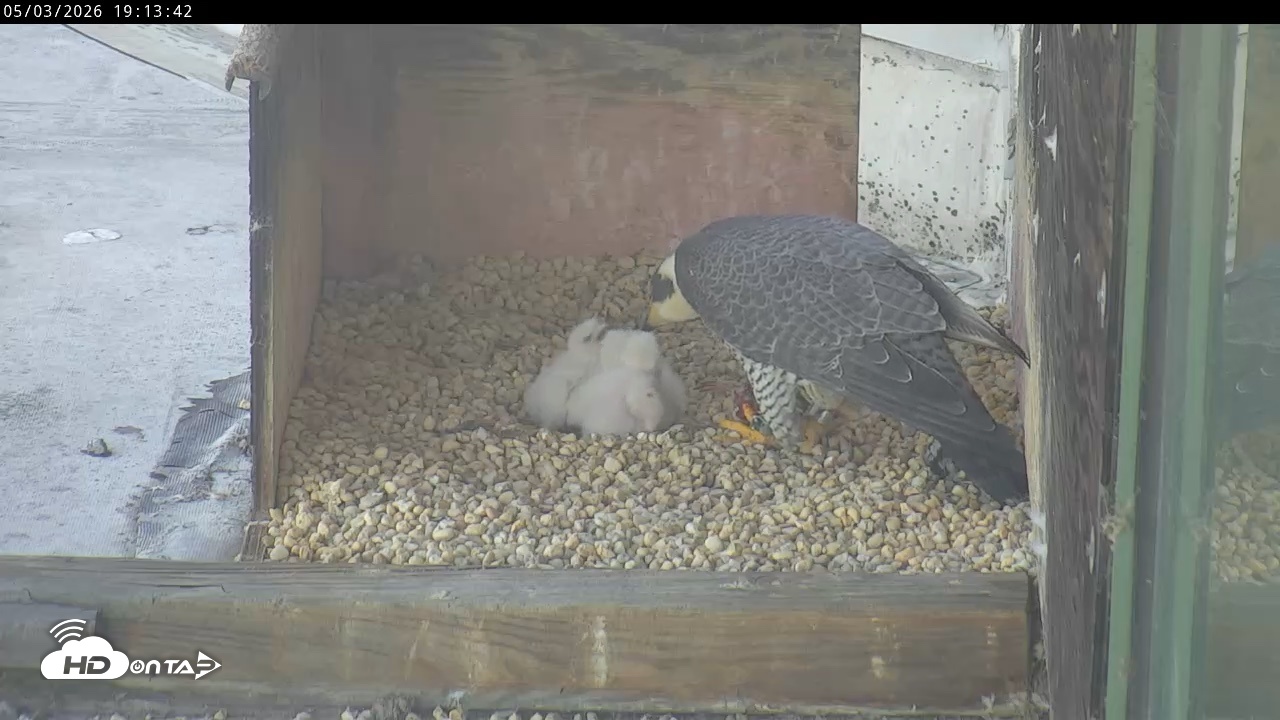 Snapshot of PA Peregrine Falcon Cam Live Webcam taken May 3, 2026, 7:06pm EDT