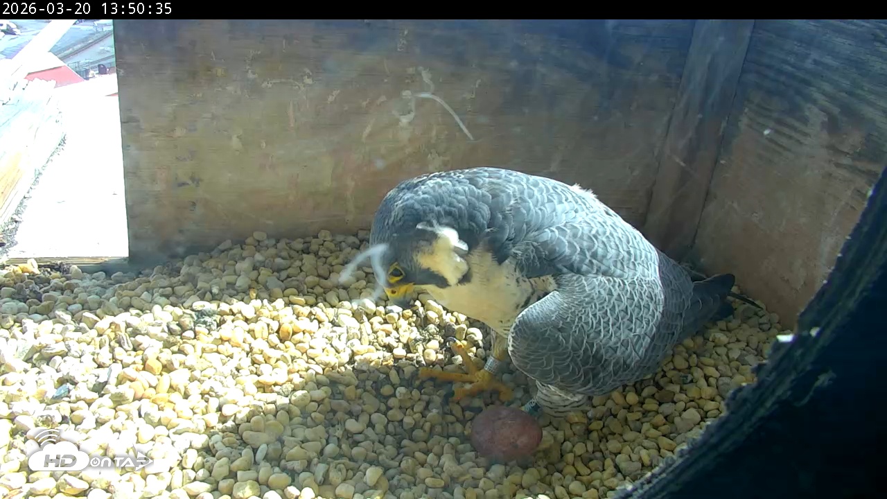 Snapshot of PA Peregrine Falcon Cam Live Webcam taken Mar 20, 2026, 1:42pm EDT
