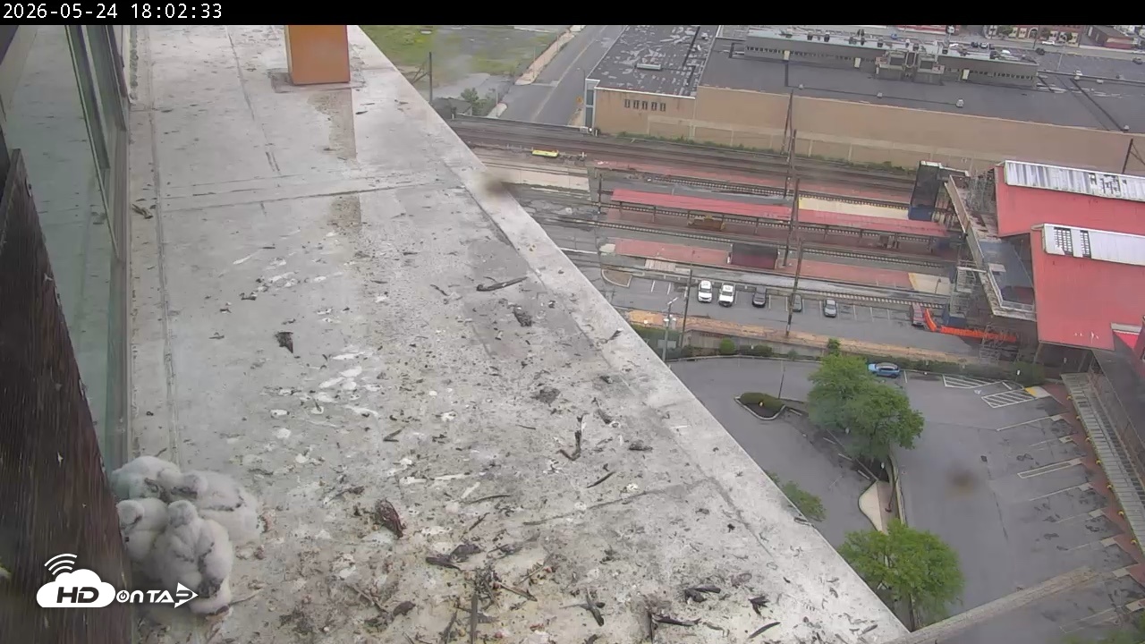 Snapshot of PA Peregrine Falcon Cam Live Webcam taken May 24, 2026, 6:14pm EDT