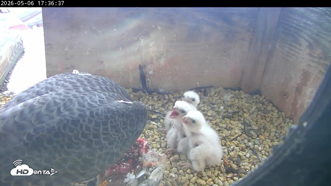 Snapshot of PA Peregrine Falcon Cam Live Webcam taken May 6, 2026, 5:29pm EDT