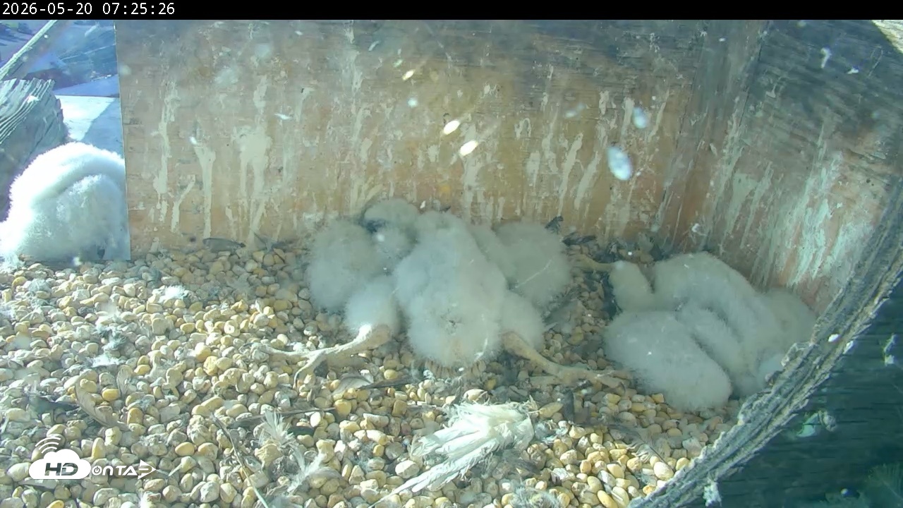 Snapshot of PA Peregrine Falcon Cam Live Webcam taken May 20, 2026, 7:18am EDT