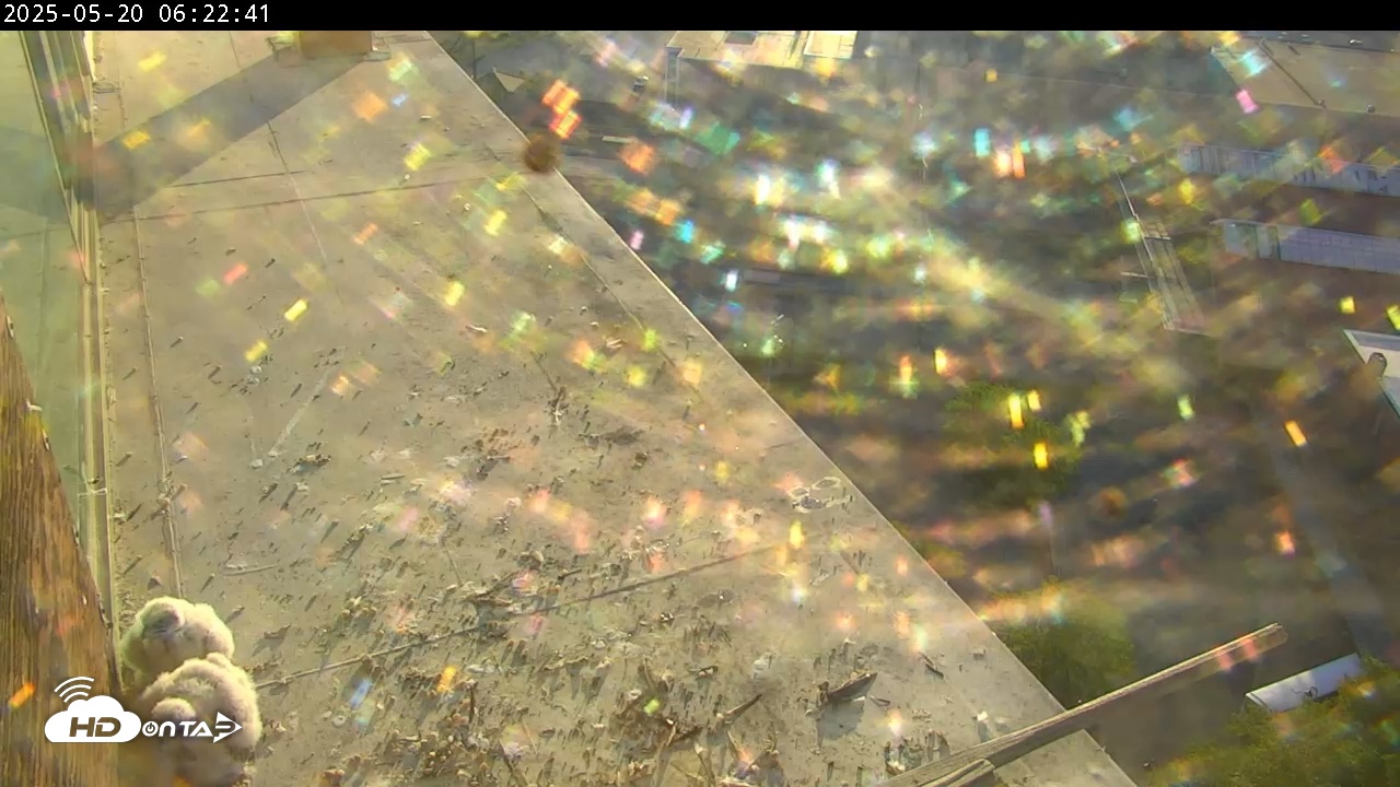Snapshot of PA Peregrine Falcon Cam Live Webcam taken May 20, 2025, 6:34am EDT