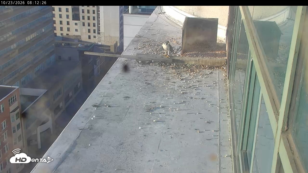 Snapshot of PA Peregrine Falcon Cam Live Webcam taken Oct 23, 2026, 8:10am EDT