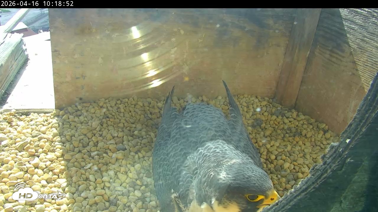 Snapshot of PA Peregrine Falcon Cam Live Webcam taken Apr 16, 2026, 10:10am EDT