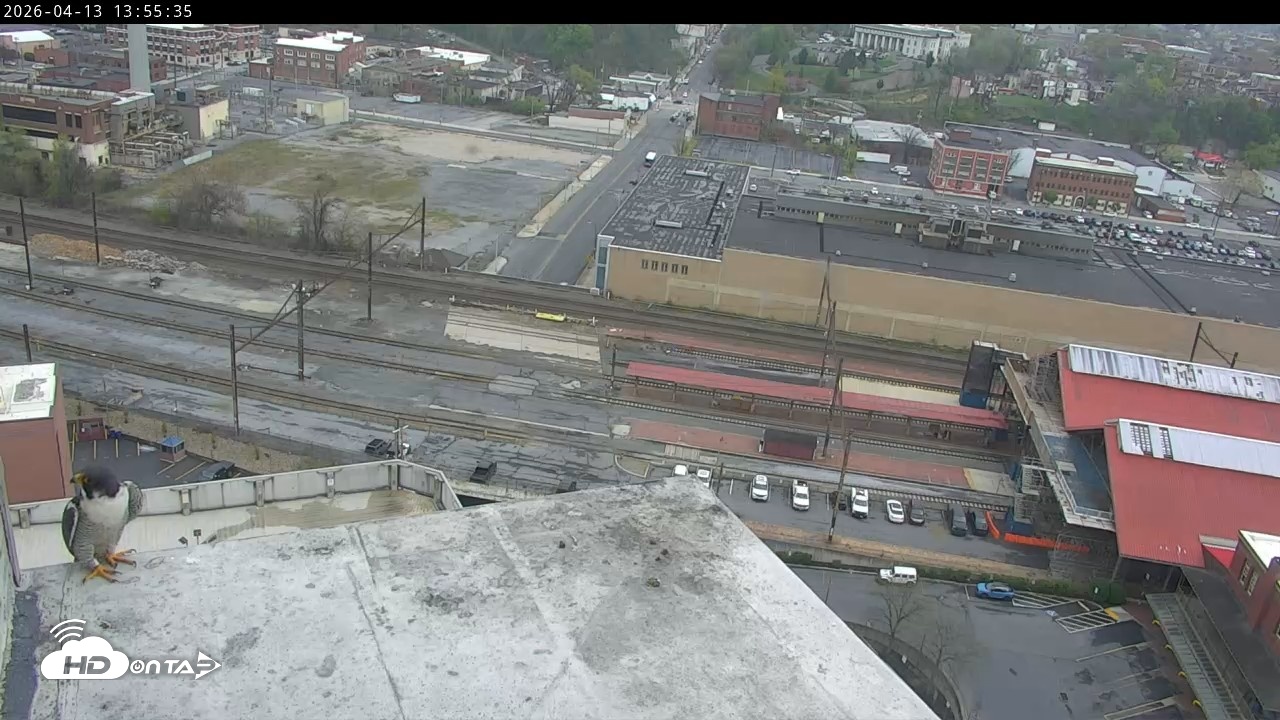 Snapshot of PA Peregrine Falcon Cam Live Webcam taken Apr 13, 2026, 1:42pm EDT