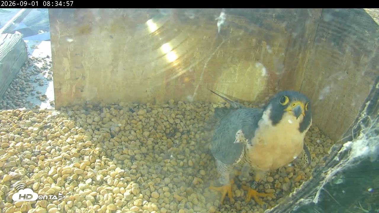 Snapshot of PA Peregrine Falcon Cam Live Webcam taken Sep 1, 2026, 8:29am EDT