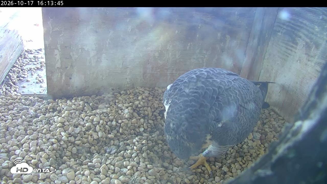 Snapshot of PA Peregrine Falcon Cam Live Webcam taken Oct 17, 2026, 4:10pm EDT