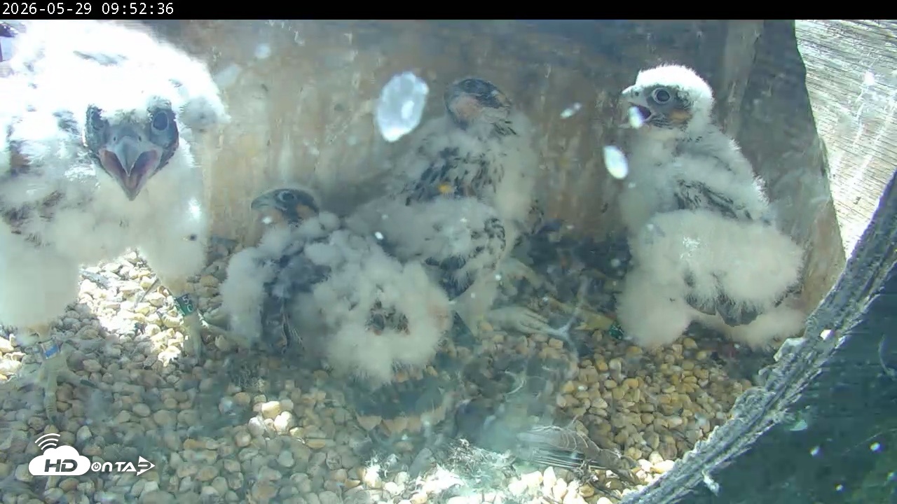 Snapshot of PA Peregrine Falcon Cam Live Webcam taken May 29, 2026, 9:46am EDT