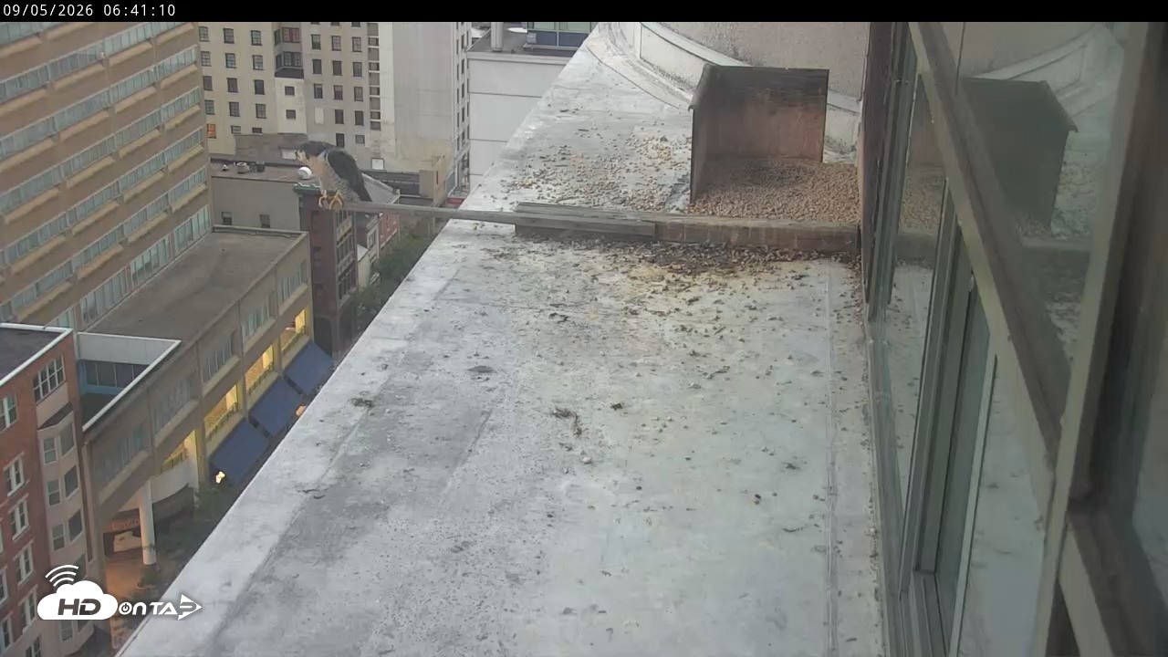 Snapshot of PA Peregrine Falcon Cam Live Webcam taken Sep 5, 2026, 6:37am EDT