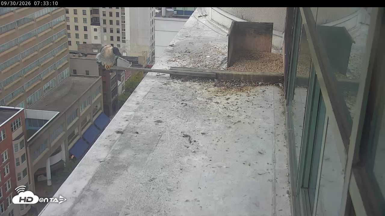 Snapshot of PA Peregrine Falcon Cam Live Webcam taken Sep 30, 2026, 7:30am EDT