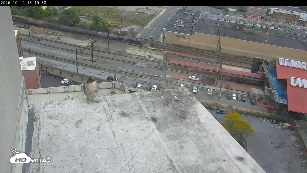 Snapshot of PA Peregrine Falcon Cam Live Webcam taken Oct 12, 2026, 1:05pm EDT