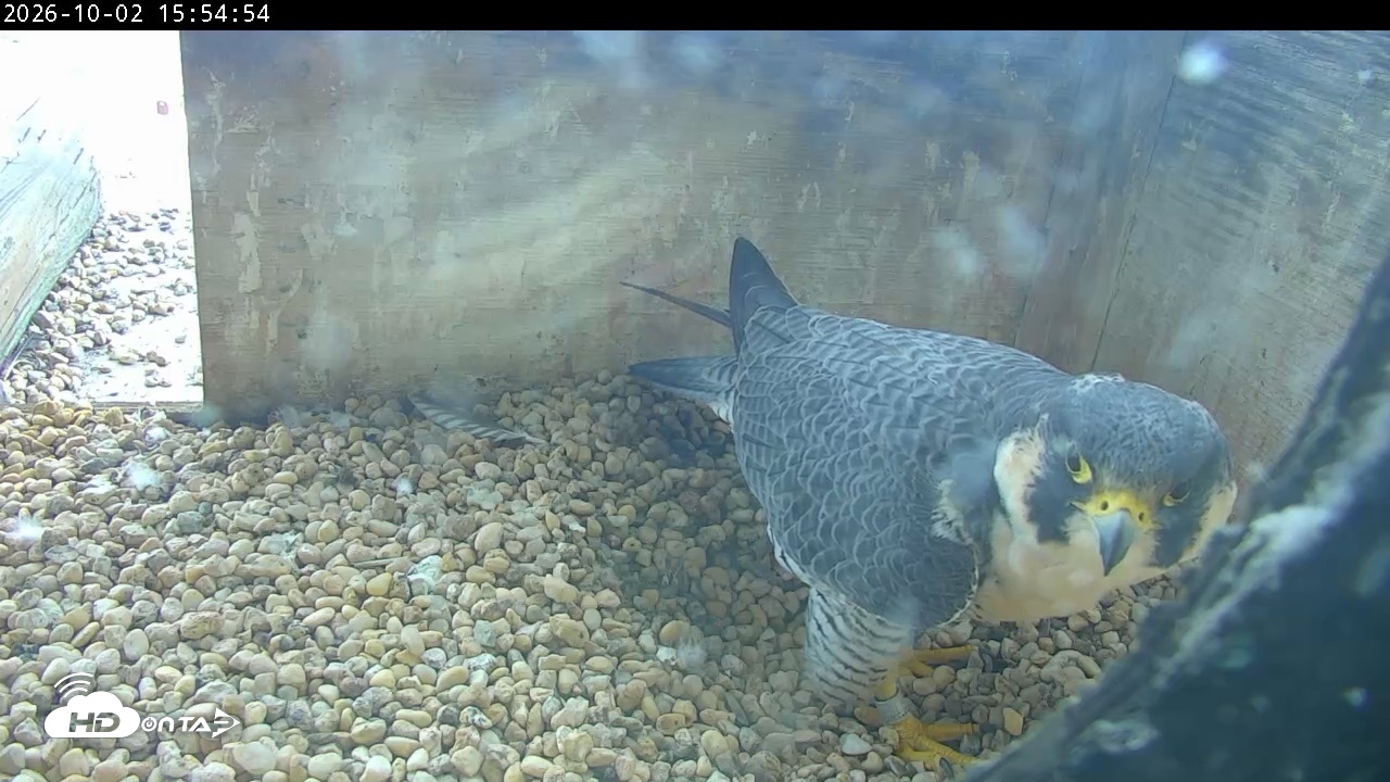 Snapshot of PA Peregrine Falcon Cam Live Webcam taken Oct 2, 2026, 3:50pm EDT
