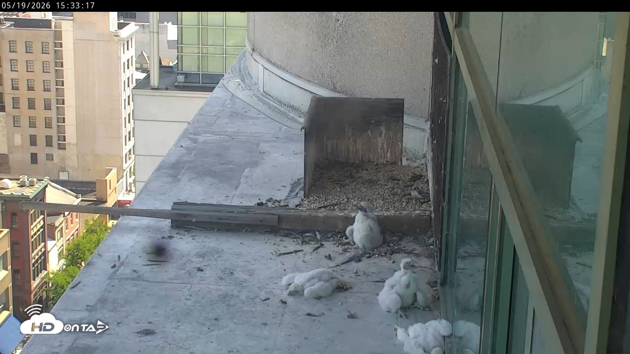 Snapshot of PA Peregrine Falcon Cam Live Webcam taken May 19, 2026, 3:27pm EDT