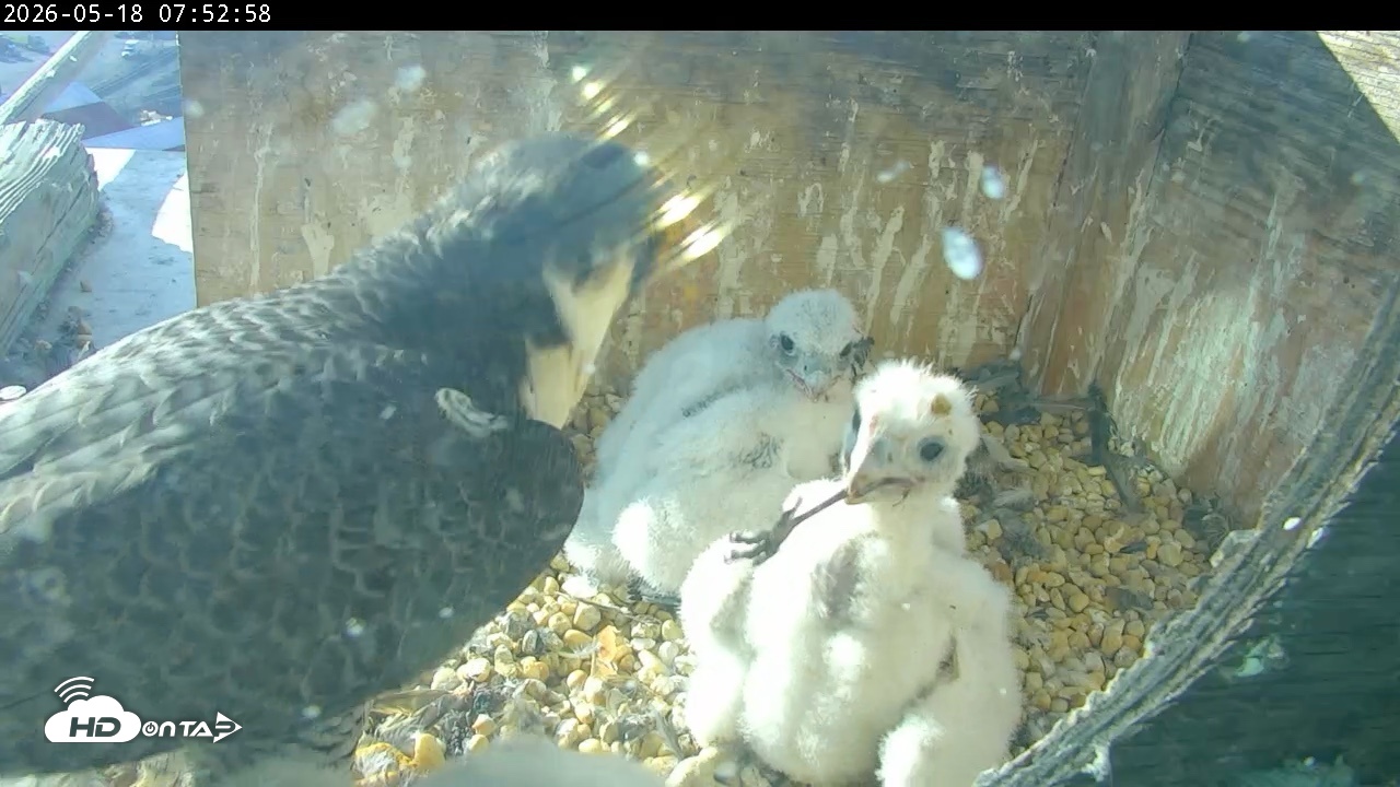 Snapshot of PA Peregrine Falcon Cam Live Webcam taken May 18, 2026, 7:46am EDT